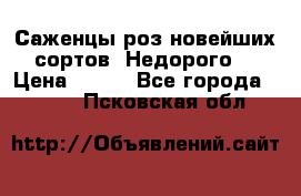 Саженцы роз новейших сортов. Недорого. › Цена ­ 350 - Все города  »    . Псковская обл.